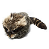 Daniel Boone Cap Pesukarhun naamalla