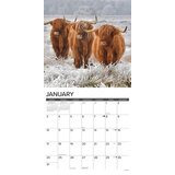 Highland Cows kalenteri 2027