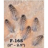 Koristesulka Hattuun, Metsäkana