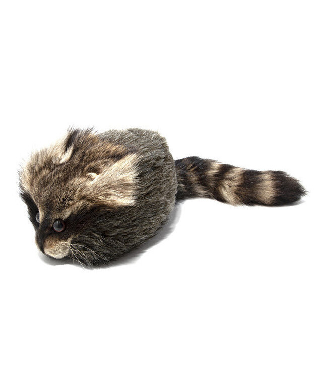 Daniel Boone Cap Pesukarhun naamalla